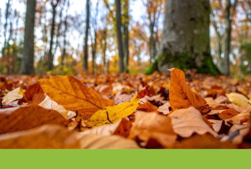 Perché cadono le foglie? Attività per la scuola primaria