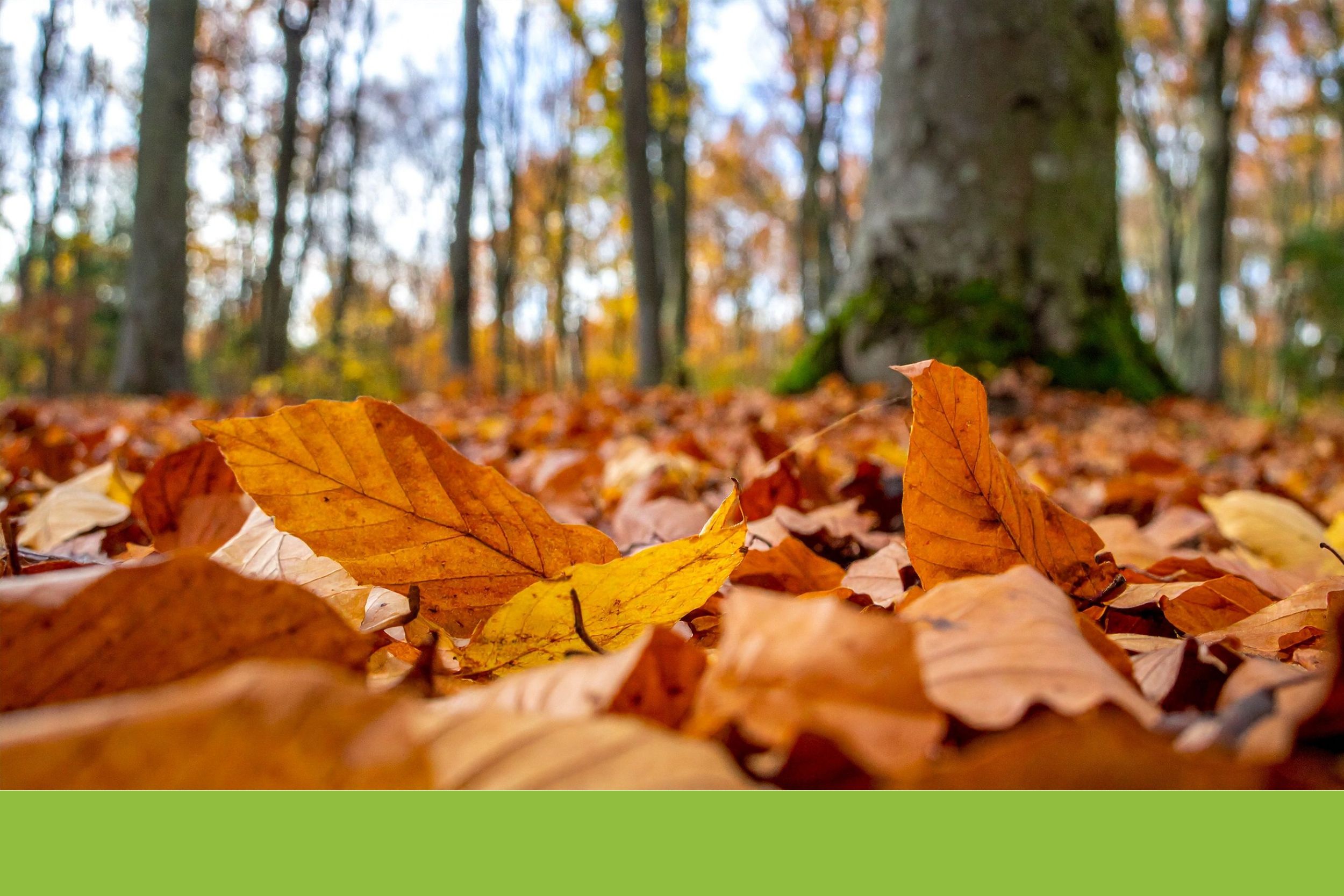 Perché cadono le foglie? Attività per la scuola primaria