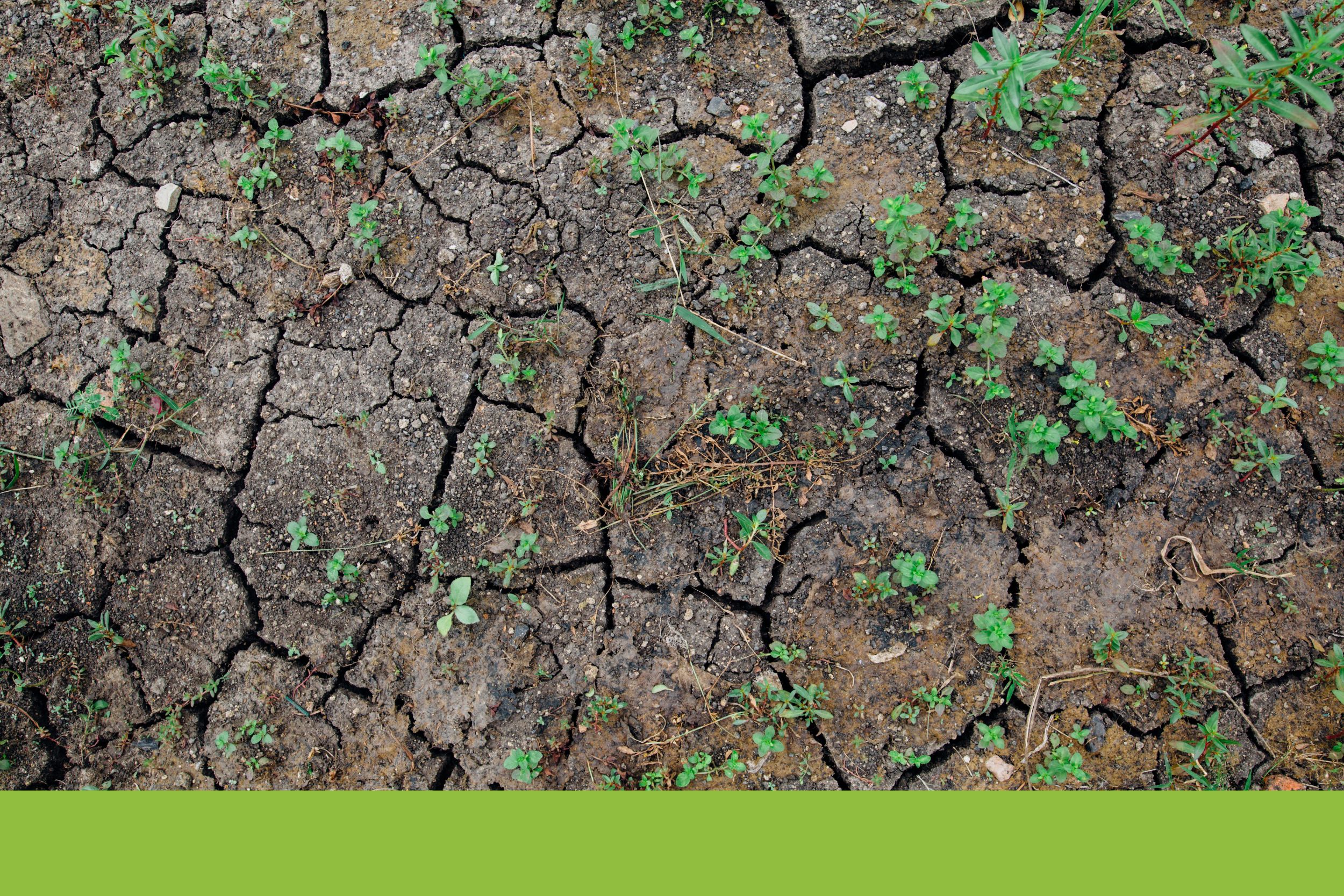 Giornata mondiale del Suolo: attività facili per la scuola primaria